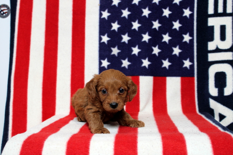puppy, for, sale, Mini Goldendoodle F1, Matthew B. Stoltzfus, dog, breeder, Gap, PA, dog-breeder, puppy-for-sale, forsale, nearby, find, puppyfind, locator, puppylocator, aca